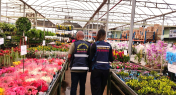 Variação em preços de flores para Dia de Finados passa de 580%